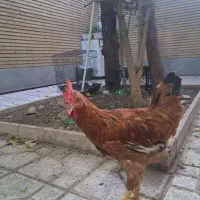 مرغ وخروس