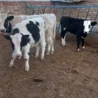 فروش سه راس گوساله نر و یک ماده