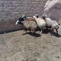 میش قسر چاق