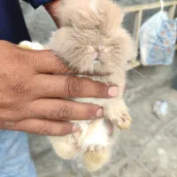 خرگوش لپ نژاددار