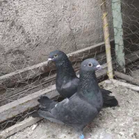 کبوتر زاغ موشی|پرنده|مسجد سلیمان, |دیوار