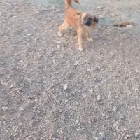 سگ پاپی نر جنس|سگ|ساوه, |دیوار