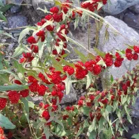 راهنمایی دعانویس