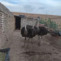 شترمرغ پرواری