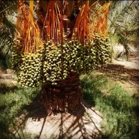 فروش انواع نخل خرما درخت مرکبات|خدمات باغبانی و درختکاری|کاشان, الغدیر|دیوار