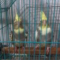 یک جفت جوجه عروس هلندی