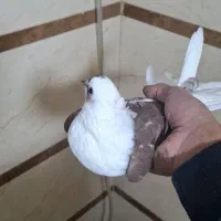 کفتر دوکت|پرنده|قم, باغ شریفی|دیوار