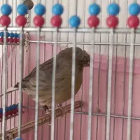 قناری گلاستر.چاقو|پرنده|تهران, مسعودیه|دیوار