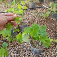 موچسب مو چسب گل چسب|گل و گیاه طبیعی|اصفهان, زاجان|دیوار