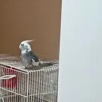 معاوضه یا فروش عروس هلندی نر