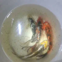 ماهی کوی سایز بزرگ