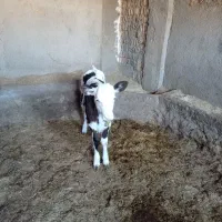 فروش گوساله سیمینتال ماده|حیوانات مزرعه|پلدختر, |دیوار