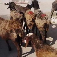 میش آبستن جهت نگهداشت