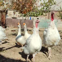 بوقلمون نژاد هلندی بیوتی۶|حیوانات مزرعه|اردبیل, |دیوار