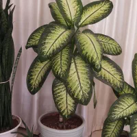 انواع گلهای آپارتمانی زیبا و بنفشه آفریقایی