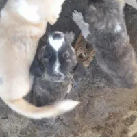 پت های فروشی|سگ|مشهد, فاطمیه|دیوار