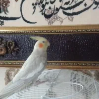 عروس هلندی سالم و سرحال|پرنده|مشهد, هفده شهریور|دیوار