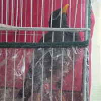 مینا و کوتوله|پرنده|مشهد, فدک|دیوار