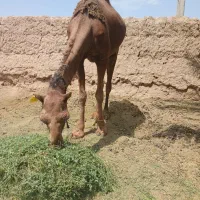 شتر|حیوانات مزرعه|کرمان, |دیوار