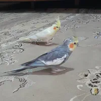 یک جفت عروس هلندی