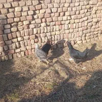 سه تا مرغ تخمی ۲۵۰