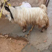 دوبر|حیوانات مزرعه|اندیکا, |دیوار