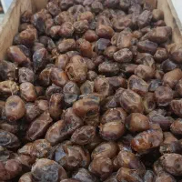 خرمای گنطار درجه یک تمیز آدامسی با کیفیت