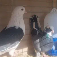 کفتر پرشی|پرنده|یزد, |دیوار