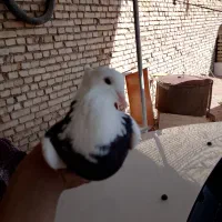 طوقی|حیوانات|اهواز, اهواز|دیوار