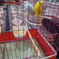 یک جفت نر و ماده مرغ عشق|پرنده|آبادان, |دیوار