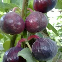 نهال شاتوت پیواندی  وانجیر