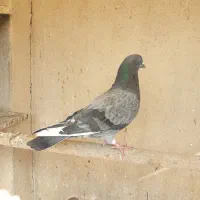 کفتر کبوتر|پرنده|تهران, دژکام|دیوار