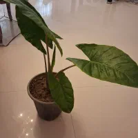 گیا بابا ادم