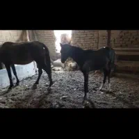 اسب وکره مادیان