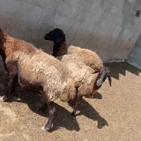 میش جوان