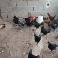 جوجه خروس محلی