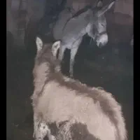 شیر الاغ
