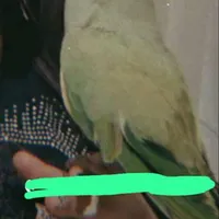 یک عدد طوطی گم شده طوطی ملنگو