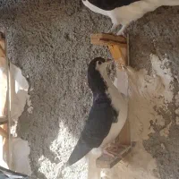 ساده سیاه|پرنده|ملکآباد, |دیوار