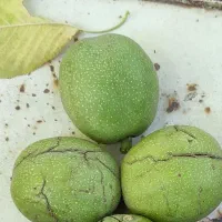گردو چین هستم
