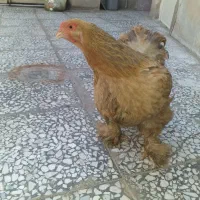 مرغ برهما.