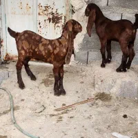 بز تکاوری ۲قلو