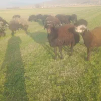 بره ماده چاق وقوچ3شیره جنس|حیوانات مزرعه|کنگاور, |دیوار