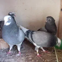 جوجه پرشی