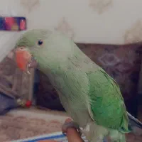 جوجه ملنگو
