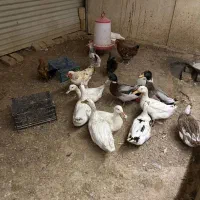 مرغ و اردک محلی شمالی