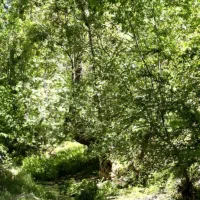 خرید-و-فروش-انواع-زمین-باغ-خانه-ماشین-موتور-وغیره