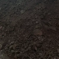 کود گاوی پوسیده