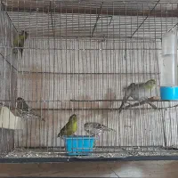 سهره و سهره سبز و گل بسر|پرنده|پردیس, فاز ۴|دیوار