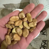 بذر باقلا هیستال درجه یک|گل و گیاه طبیعی|گرگان, |دیوار